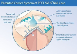 peclavus® PODOmed AntiMYX sztyft do paznokci o działaniu przeciwgrzybiczym, 4 ml