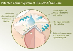 Sztyft do pielęgnacji paznokci peclavus® PODOcare, Carrier-System, 4 ml